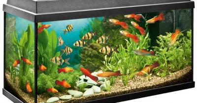 Как правильно ухаживать за аквариумом и рыбками?