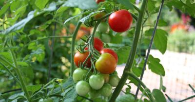 Реально ли вырастить овощи дома?