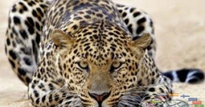 Леопард (Panthera pardus) - невидимый убийца