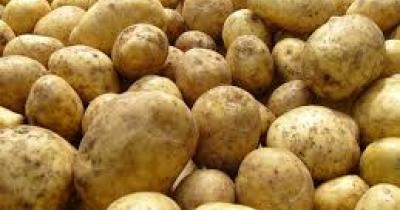 Какие сорта картофеля лучше сажать на Волынском Полесье