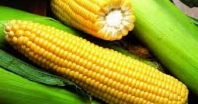 Як вибрати насіння кукурудзи?