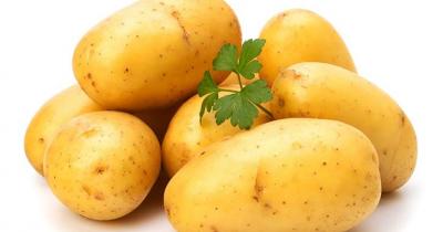 Как правильно подготовить картофель перед выращиванием