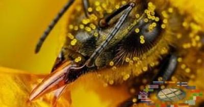 Nosema ceranae (Нозематоз) - захворювання бджіл